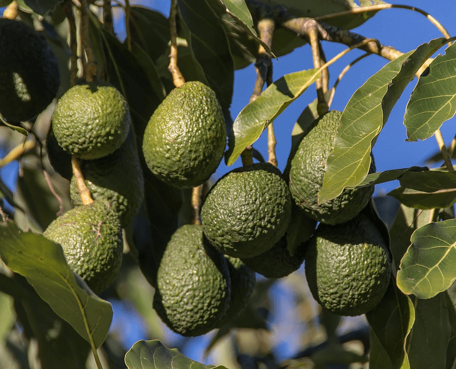 How to increase fruit production in avocados