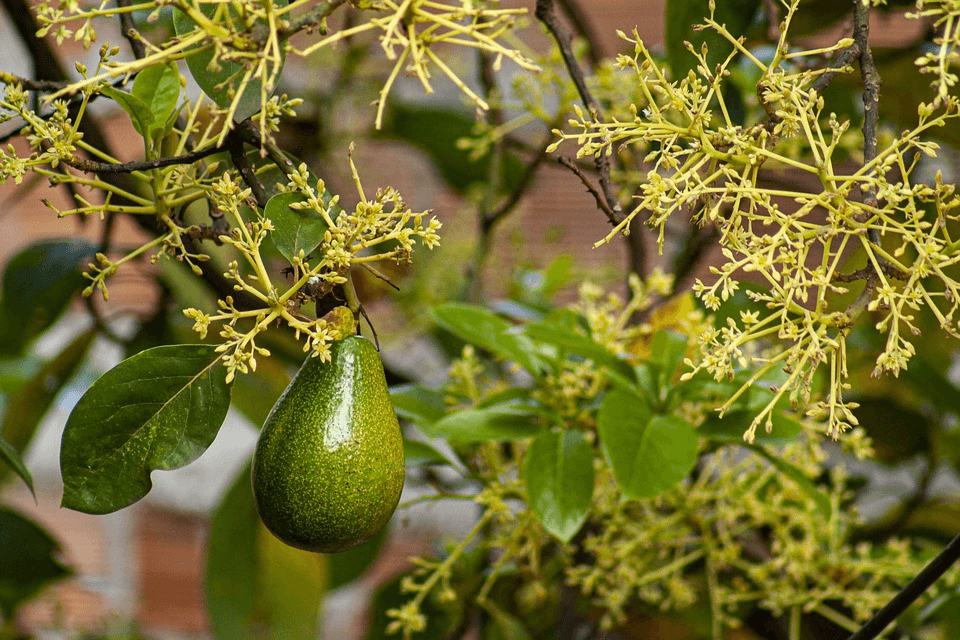 Pollination in avocado trees