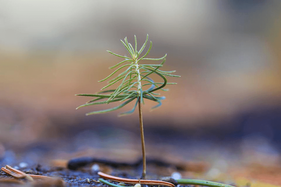 Secondary growth in shoots