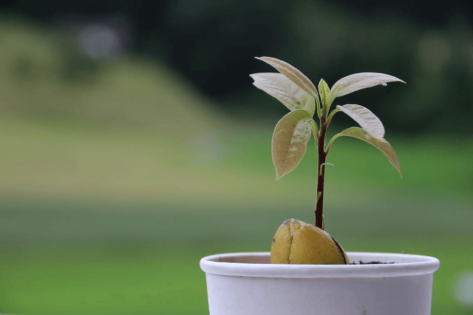 Transplant your avocado tree sapling