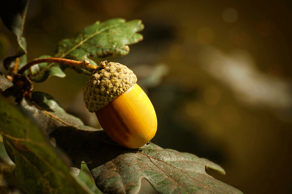 Types of acorns