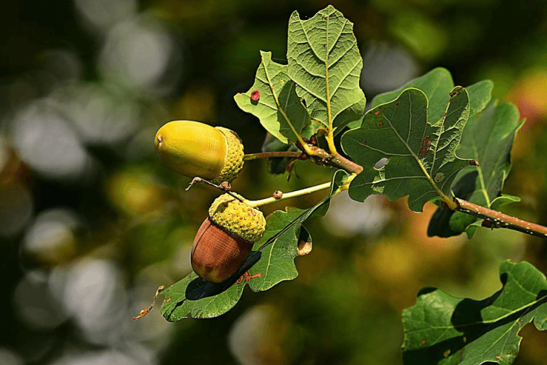 What Tree Does an Acorn Come From?