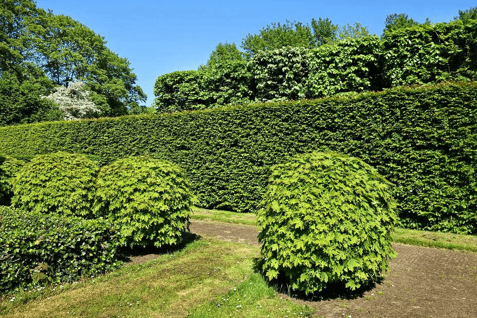 When To Trim a Hedge
