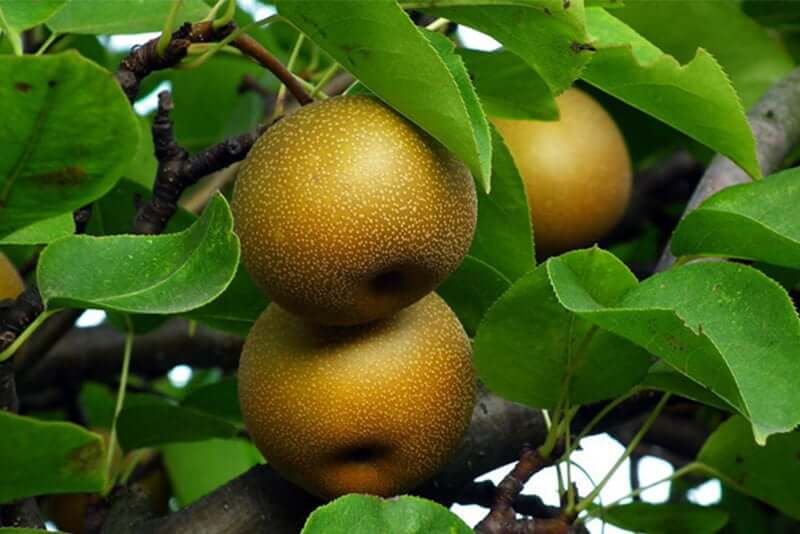 Asian Pears