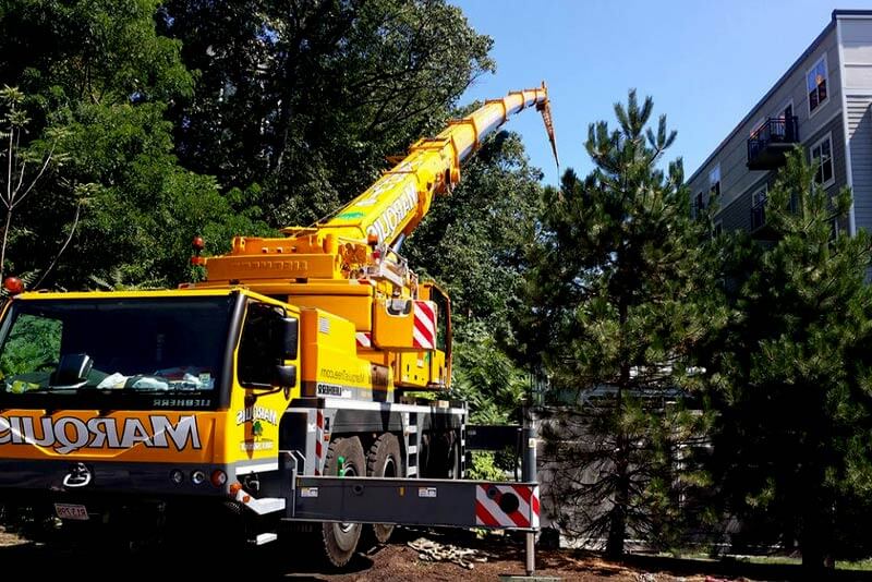Cheaper Estimates For Tree Removal