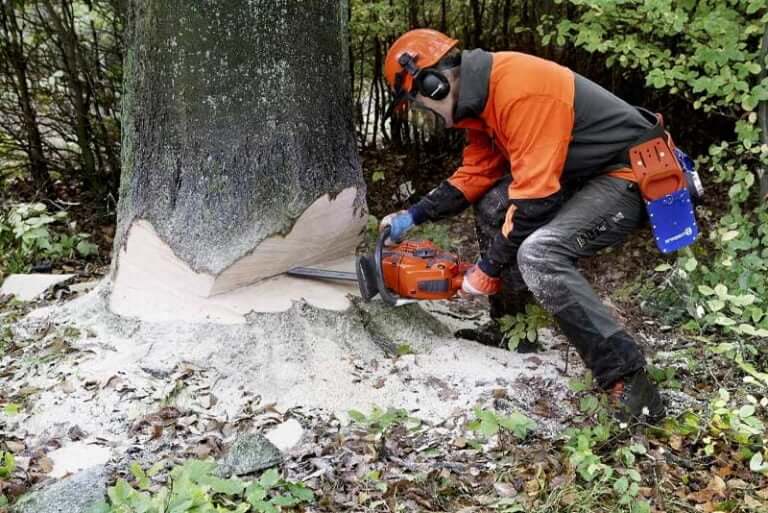 How To Notch a Tree Tools & Techniques