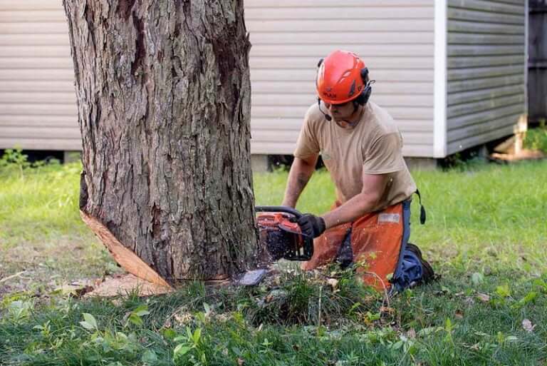How To Notch a Tree Tools & Techniques