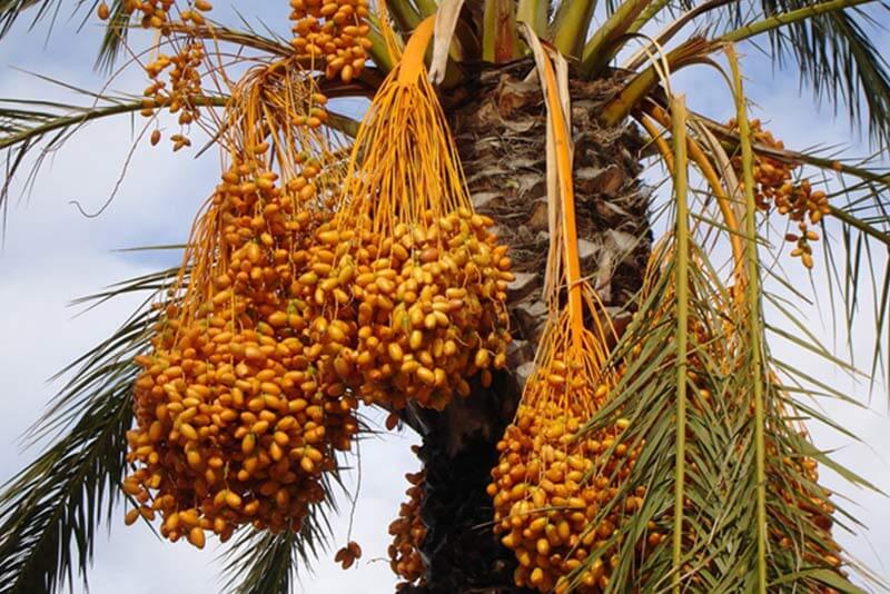 Date Palms