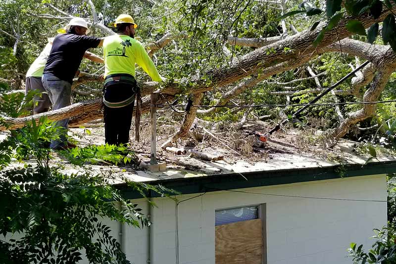 Factors to consider when removing a tree in Orange County FL