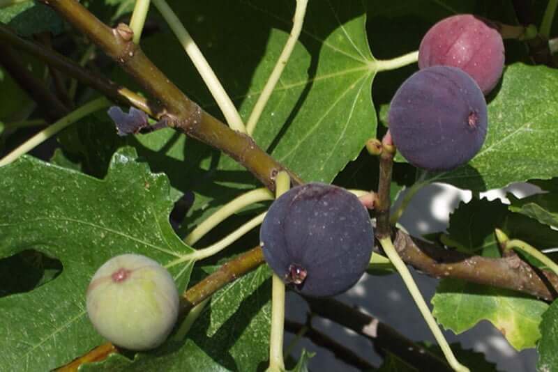 Fig