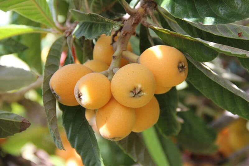 Loquat