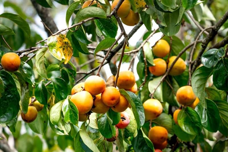 Oriental persimmon