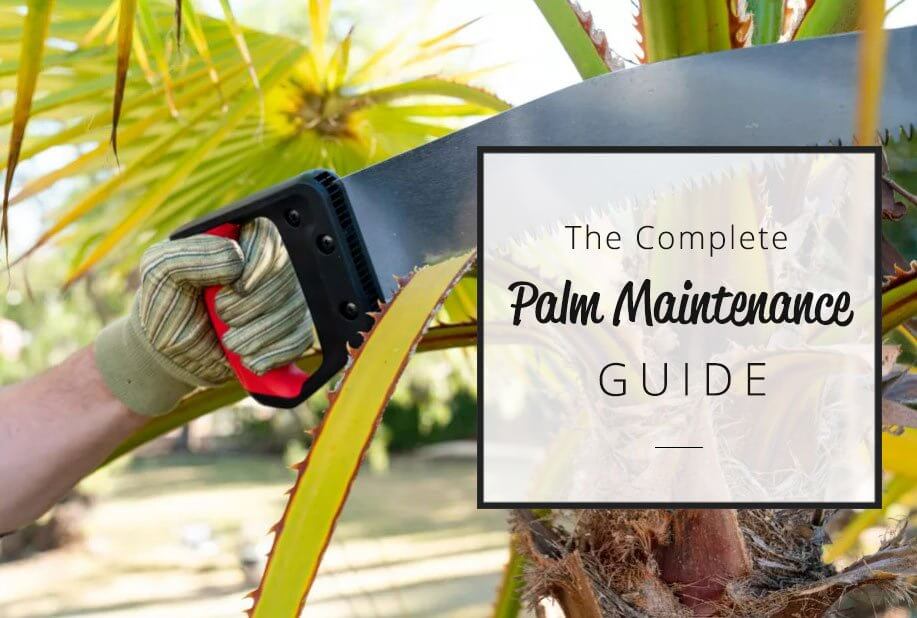 Palm maintenance guide