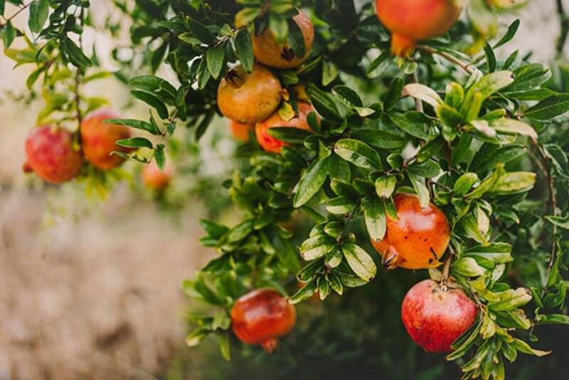 Pomegranates