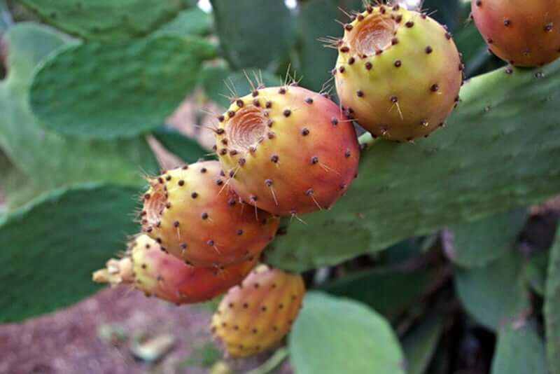 Prickly pear cactus