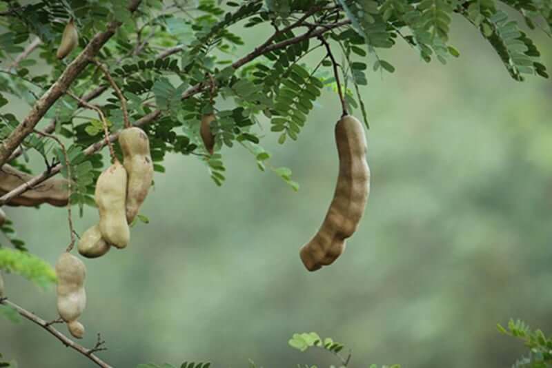 Tamarind