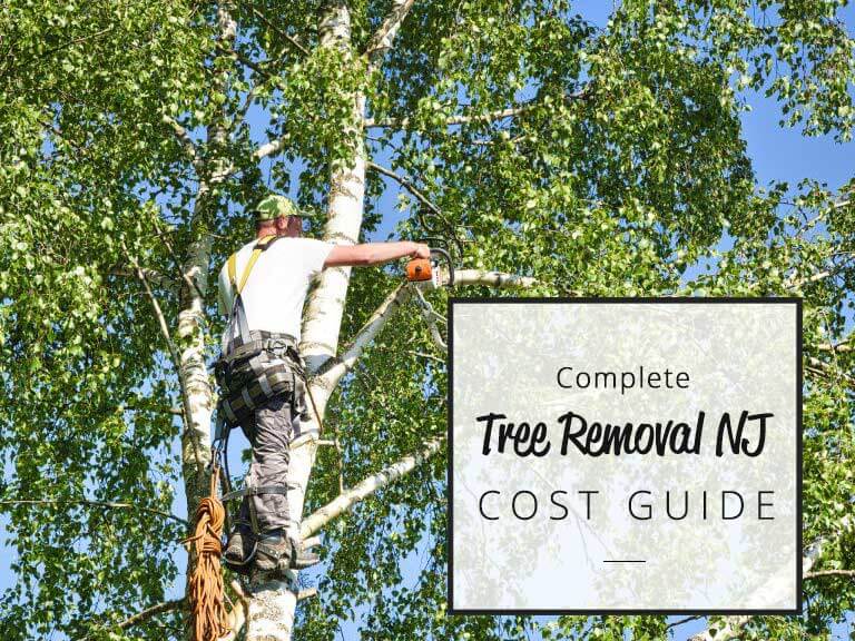 Tree removal new jersey cost guide