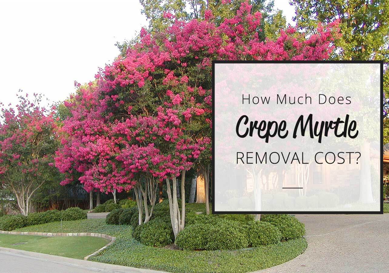 crepe myrtle removal cost graphic