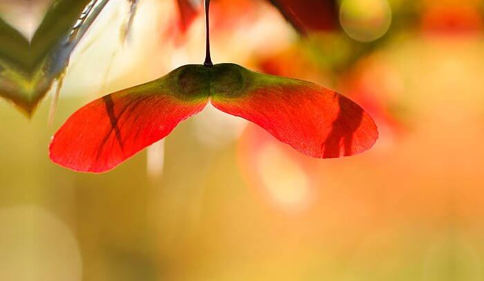 heicopter see red maple