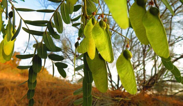 heicopter seed tipu tree