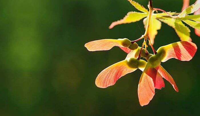 norway maple heicopter seed