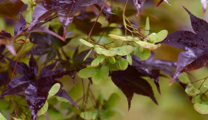 velvet ash heicopter seed