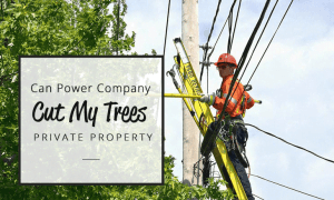 Can power companies cut trees on private property