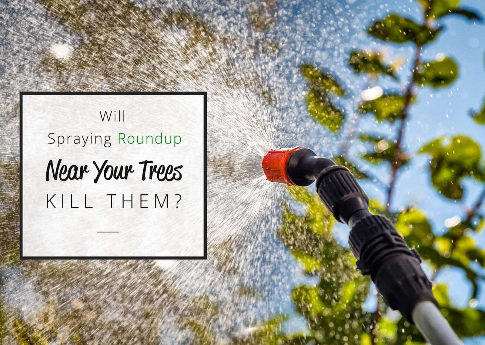 Will spraying roundup near your trees kill them