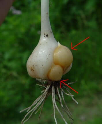 Allium vineale bulb