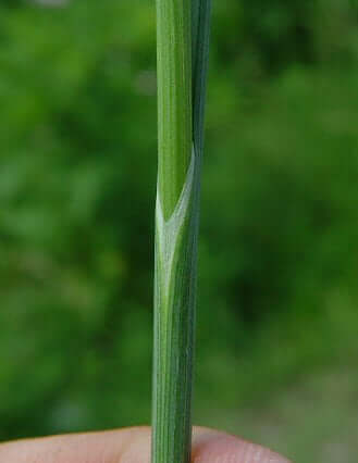 Allium vineale sheath
