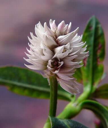 Alternanthera philoxeroides flowers