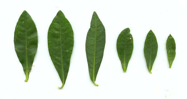 Alternanthera_philoxeroides_leaves