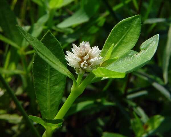 Alternanthera philoxeroides plant