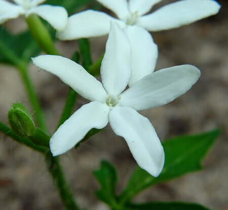 Cnidoscolus stimulosus flower