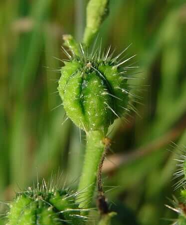 Cnidoscolus stimulosus fruit