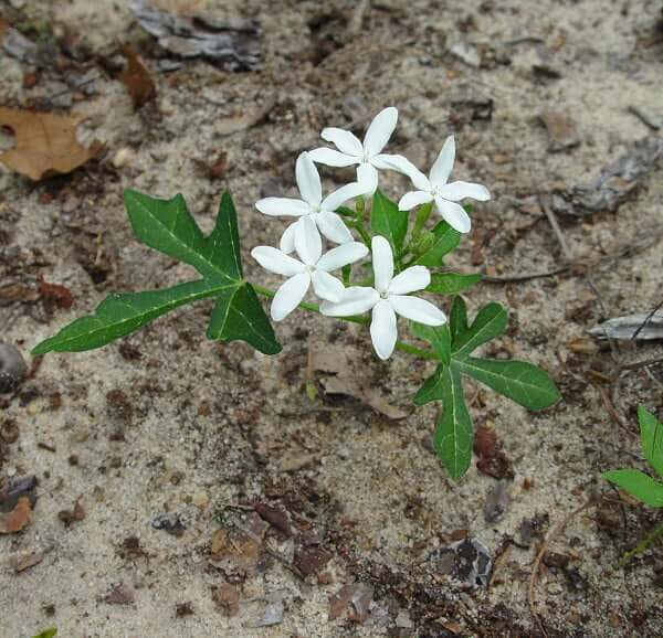 Cnidoscolus stimulosus plant