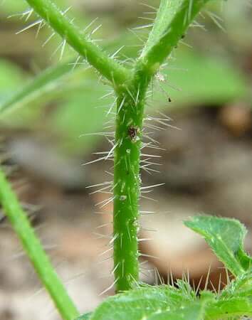 Cnidoscolus_stimulosus_stem