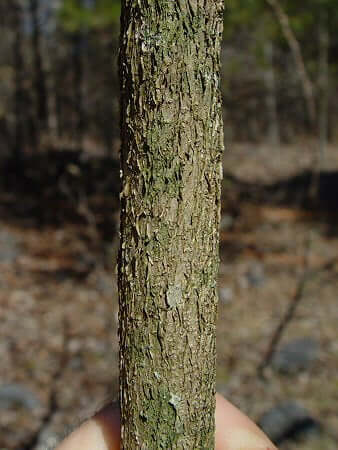 Croton alabamensis bark