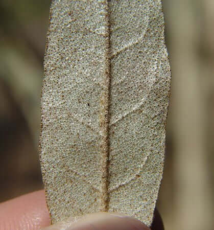 Croton_alabamamensis_leaf_abaxial