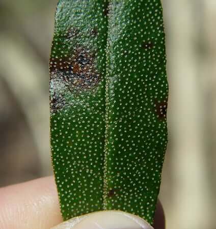 Croton_alabamamensis_leaf_adaxial