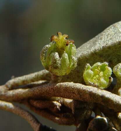 Croton_alabamamensis_pistillate_flower