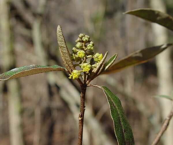 Croton alabamensis plant