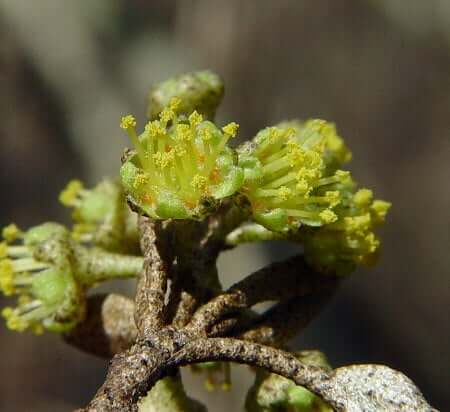 Croton alabamensis staminate flowers