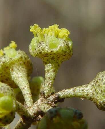 Croton alabamensis staminate flowers