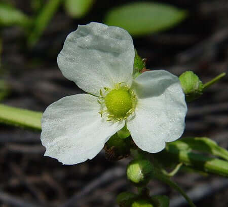 Echinodorus_cordifolius_flower