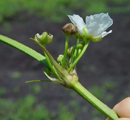 Echinodorus cordifolius inflorescence