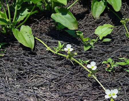 Echinodorus_cordifolius_inflorescence2