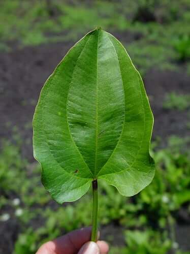 Echinodorus cordifolius leaf