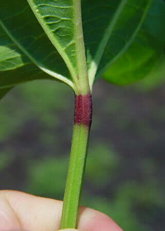 Echinodorus cordifolius pedicel