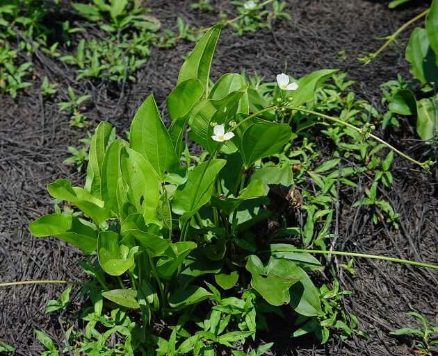 Echinodorus cordifolius plant